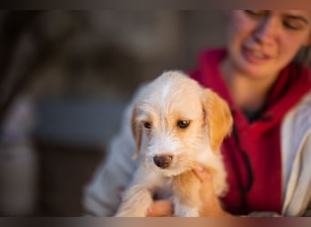 Anka ❤️ verspieltes, junges Hundemädchen