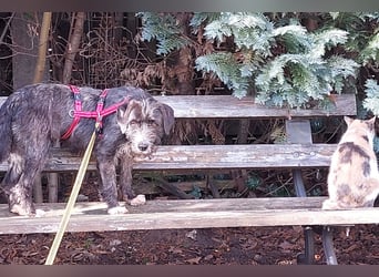 Alani ❤️ wartet in 90530 Wendelstein