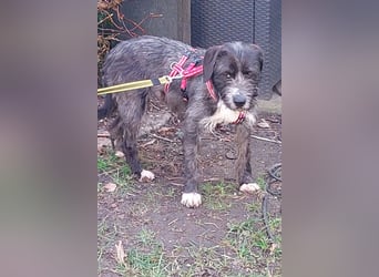 Alani ❤️ wartet in 90530 Wendelstein