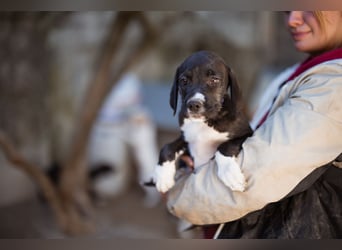 Barak-Mix MILES❤️charmanter Abenteurer sucht Kuschelplatz fürs Leben!