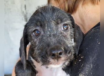 Olivia ❤️ junges, lebensfrohes Hundemädl