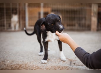 Barak-Mix RICCI❤️fröhlicher, lieber und neugieriger Powerpfoten-Junge