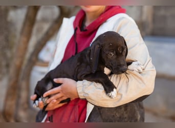 ROSI❤️bezaubernder Wirbelwind mit Herz & Schmusegarantie!