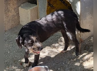 Barak-Mix-Mädchen Lidina ❤️ jung u. aktiv