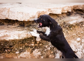 Barak-Mix RICCI❤️fröhlicher, lieber und neugieriger Powerpfoten-Junge