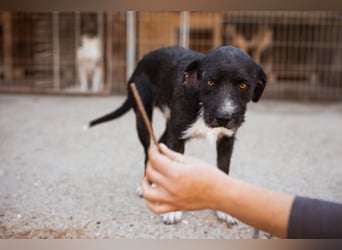 Barak-Mix RICCI❤️fröhlicher, lieber und neugieriger Powerpfoten-Junge