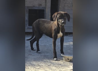 ROSI❤️bezaubernder Wirbelwind mit Herz & Schmusegarantie!