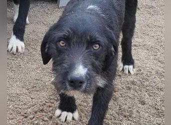 Barak-Mix RICCI❤️fröhlicher, lieber und neugieriger Powerpfoten-Junge