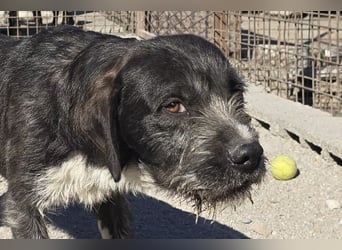 Barak-Mix MILES❤️lieber, schüchterner Jungrüde sucht Kuschelplatz fürs Leben!