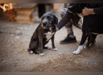 Barak-Mix-Mädchen Lidina ❤️ jung u. aktiv