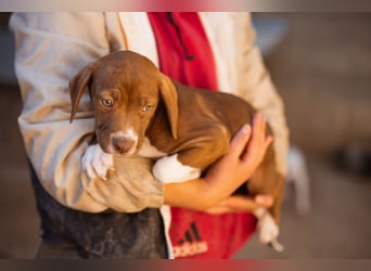 Sunny ❤️ aufgewecktes, süßes Welpenmädl