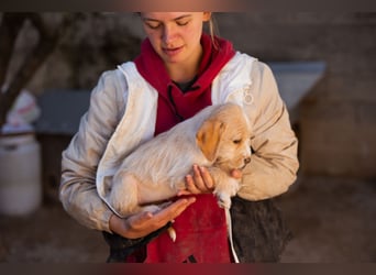 Anka ❤️ verspieltes, junges Hundemädchen