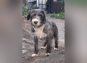 Alani ❤️ wartet in 90530 Wendelstein auf dich