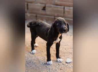 Olivia ❤️ junges, lebensfrohes Hundemädl