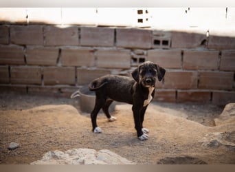 Olivia ❤️ junges, lebensfrohes Hundemädl