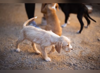 Anka ❤️ verspieltes, junges Hundemädchen