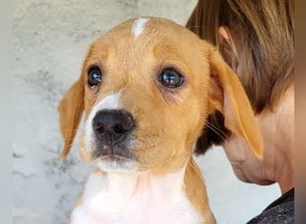 Eevee ❤️ neugierige, verspielte Hündin!