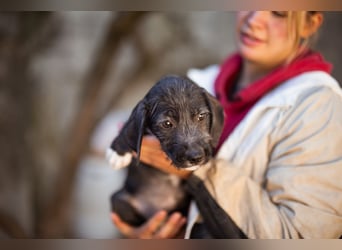 Olivia ❤️ junges, lebensfrohes Hundemädl