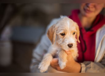 Anka ❤️ verspieltes, junges Hundemädchen