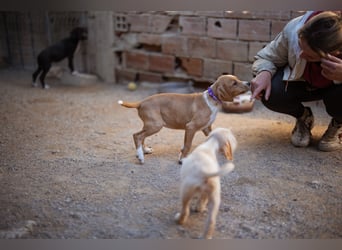 Eevee ❤️ neugierige, verspielte Hündin!