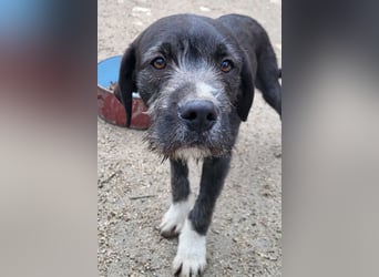 Barak-Mix MILES❤️lieber, schüchterner Jungrüde  sucht Kuschelplatz fürs Leben!