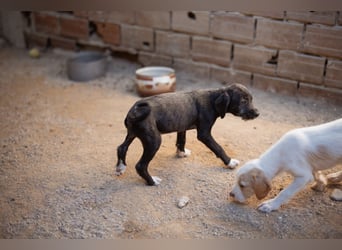 Olivia ❤️ junges, lebensfrohes Hundemädl