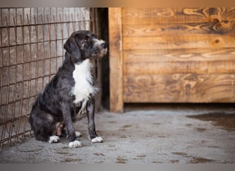 Alani ❤️ wartet in 90530 Wendelstein