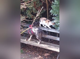 Alani ❤️ wartet in 90530 Wendelstein