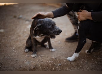 Barak-Mix-Mädchen Lidina ❤️ jung u. aktiv