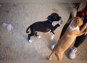 Barak-Mix MILES❤️charmanter Abenteurer sucht Kuschelplatz fürs Leben!