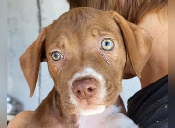 Sunny ❤️ aufgewecktes, süßes Welpenmädl