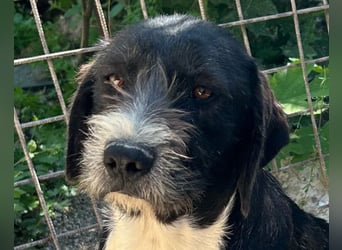 Barak-Mix-Mädchen Alani ❤️ sanft+zurückhaltend