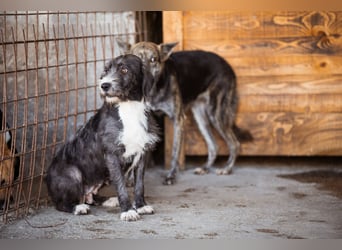 Barak-Mix-Mädchen Alani ❤️ sanft+zurückhaltend