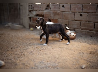 Olivia ❤️ junges, lebensfrohes Hundemädl