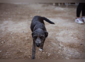 Barak-Mix-Mädchen Lidina ❤️ jung u. aktiv