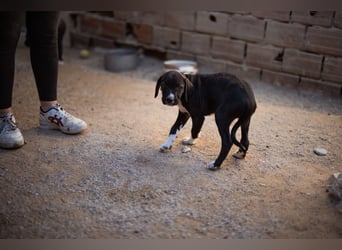 kleiner MILES❤️charmanter Abenteurer sucht Kuschelplatz fürs Leben!