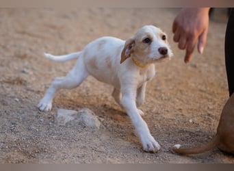 Zuckerschnute ARIA❤️liebt Abenteuer – und Kuscheleinheiten noch mehr!