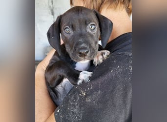 ROSI❤️bezaubernder Wirbelwind mit Herz & Schmusegarantie!