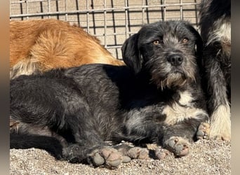 Barak-Mix-Mädchen Lidina ❤️ jung u. aktiv