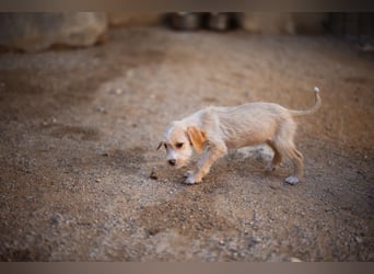 Anka ❤️ verspieltes, junges Hundemädchen