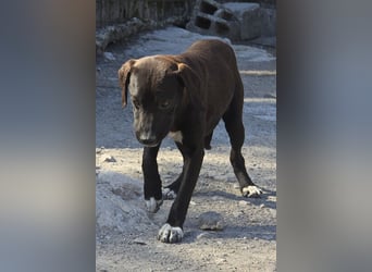 ROSI❤️bezaubernder Wirbelwind mit Herz & Schmusegarantie!