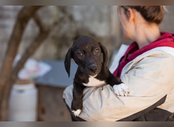 ROSI❤️bezaubernde Bracke-Barak-Mix-Welpin und ein Wirbelwind mit Herz & Schmusegarantie!