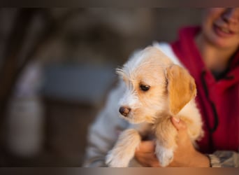 Anka ❤️ verspieltes, junges Hundemädchen