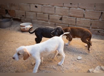 Olivia ❤️ junges, lebensfrohes Hundemädl