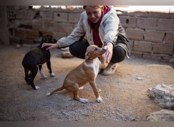 Eevee ❤️ neugierige, verspielte Hündin!