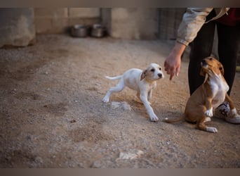 Zuckerschnute ARIA❤️liebt Abenteuer – und Kuscheleinheiten noch mehr!
