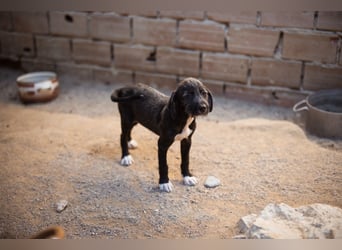 Olivia ❤️ junges, lebensfrohes Hundemädl