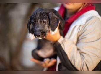 Olivia ❤️ junges, lebensfrohes Hundemädl