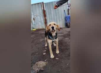 POPI die Hündin die sofort ins Herz geht