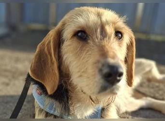 POPI die Hündin die sofort ins Herz geht